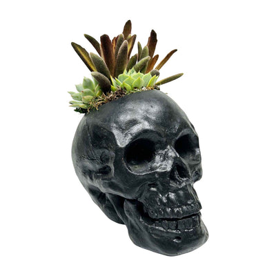Succulents in Black Skull Pot