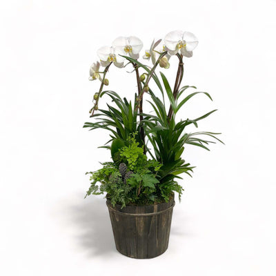 White Orchids & Pinecones in Large Wood Pot