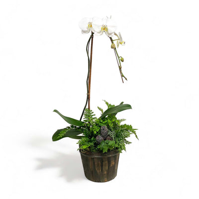 White Orchid & Pinecones in Small Wood Pot