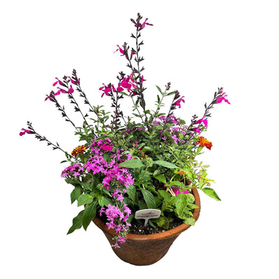 Low Flare Hummingbird Pot - 13"