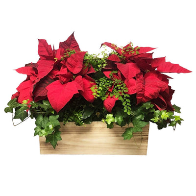 LARGE RED POINSETTIA ARRANGEMENT IN RECTANGLE WOOD