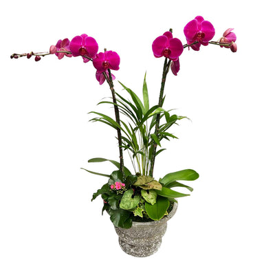 Purple Orchids in Large Stone Urn