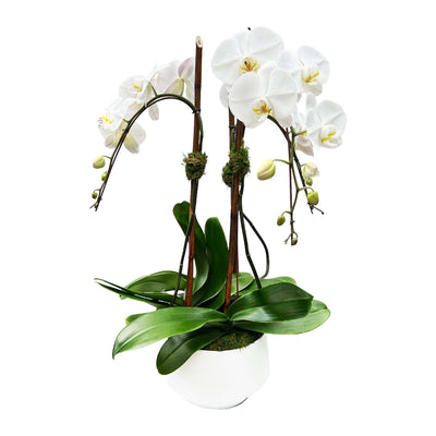 Orchids in Large White Metal Planter