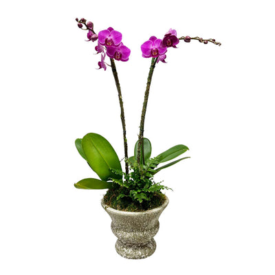 Purple Orchids in Small Concrete Urn