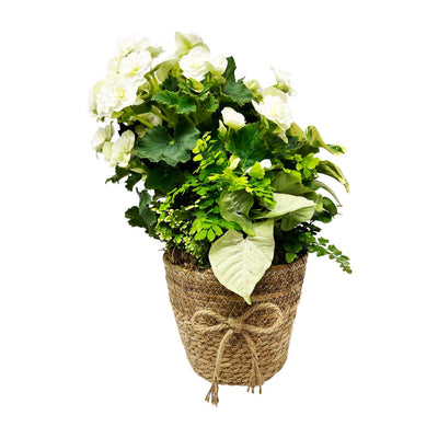 White Begonia in Large Grass Basket