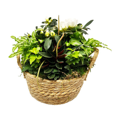 White Azalea in Small Grass Handle Basket