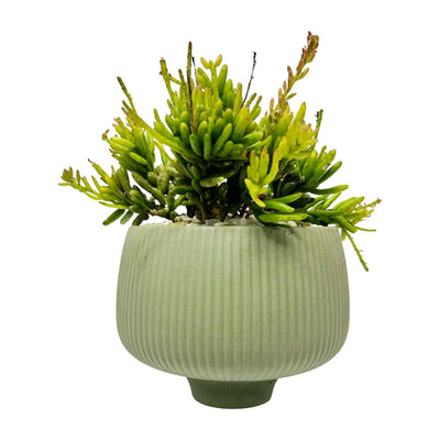 Succulent in Small Olive Bowl