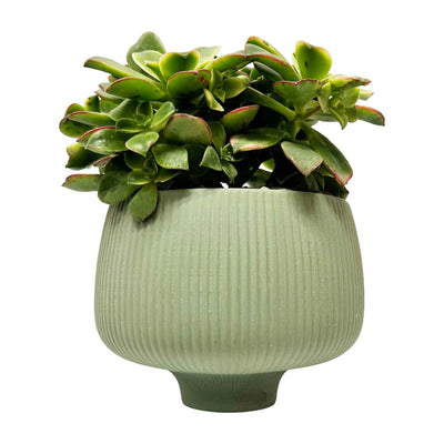 Succulent in Large Olive Porcelain Bowl