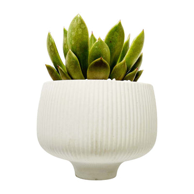 Succulent in Small White Porcelain Bowl