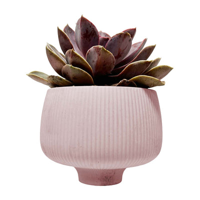Succulent in Large Blush Porcelain Bowl