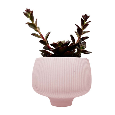 Succulent in Small Blush Porcelain Bowl