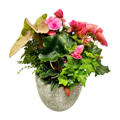 Pink Reiger Begonia in Stone Cache Pot