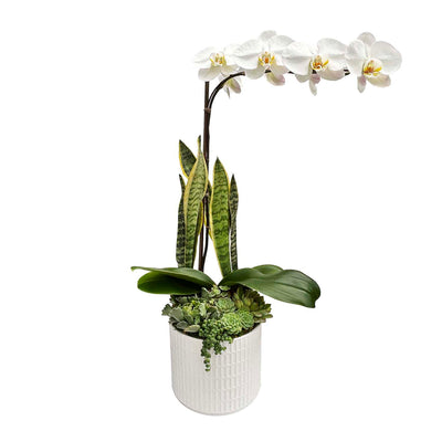 White Orchid & Succulents in Large Virago Planter