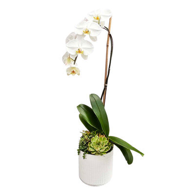 White Orchid in Medium Virago Planter