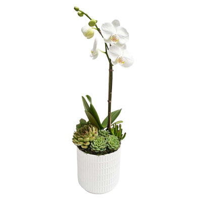 White Orchid & Succulents in Small Virago Planter