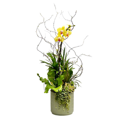 Yellow Orchid in Large Olive Virago Planter