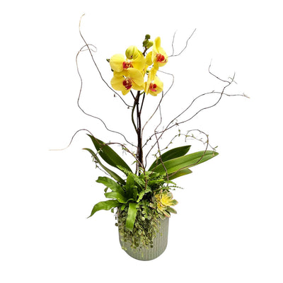 Yellow Orchid in Medium Olive Virago Planter