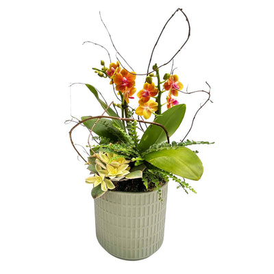Yellow Orchid in Small Olive Virago Planter