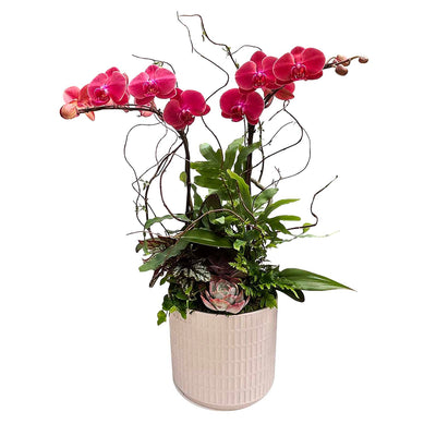 Orchid in Large Blush Virago Planter
