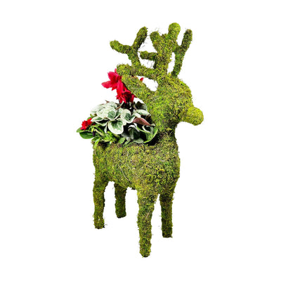 Red Large Planted Moss Reindeer