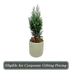 Euro Tree in Small Green Rough Pot - 14