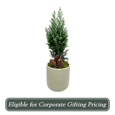 Euro Tree in Small Green Rough Pot - 14" Tall