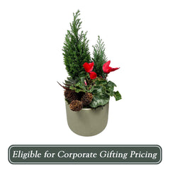 Euro Trees in Large Rough Green Pot - 20