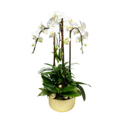 White Orchids in Large Champagne Bowl