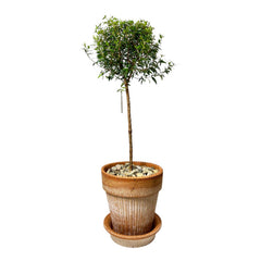 Myrtle Topiary in Small Bergs Italian Pot