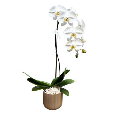 White Orchid & Shells in Medium Taupe Pot