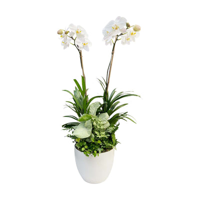 Orchid & Greens in Large White Egg Pot
