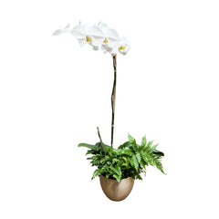 Orchid & Greens in Medium White Pot