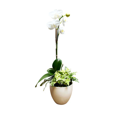 Orchid & Greens in Small White Pot