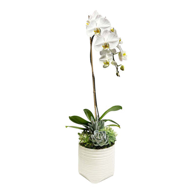 Orchid & Succulents in Large Swirl Pot