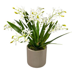 Faux Mini White Cattleya Orchids in Small Planter