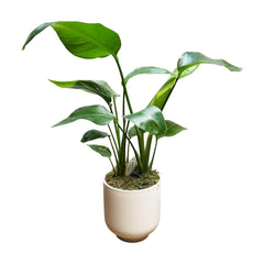 Strelitzia in Matte White Pot