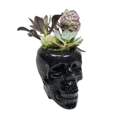 Succulents in Black Glass Skull