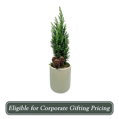 Euro Tree with Pinecones in Green Pot - 20