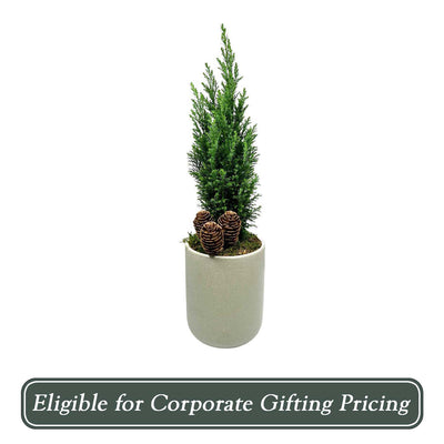 Euro Tree with Pinecones in Green Pot - 20" Tall