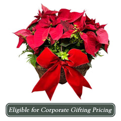 Red Poinsettias in Large Willow Basket