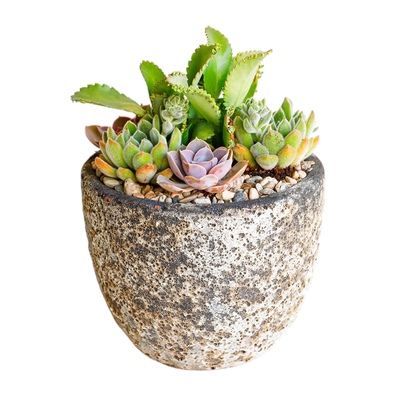 Assorted Succulents in  9'' Volcanic Pot