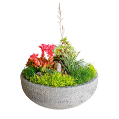 Assorted Succulents in 13'' Greystone Bowl