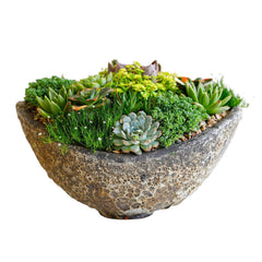Succulents in Large Volcanic Boat Planter