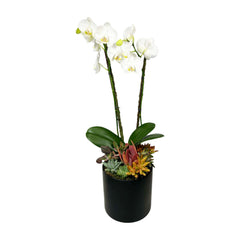 Orchids & Succulents in Large Black Pot