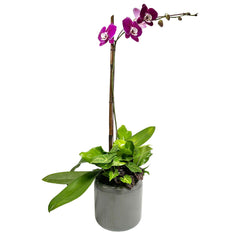 Purple Orchid in Large Grey Ribbed Pot