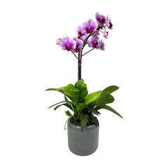 Purple Orchid in Small Grey Ribbed Pot