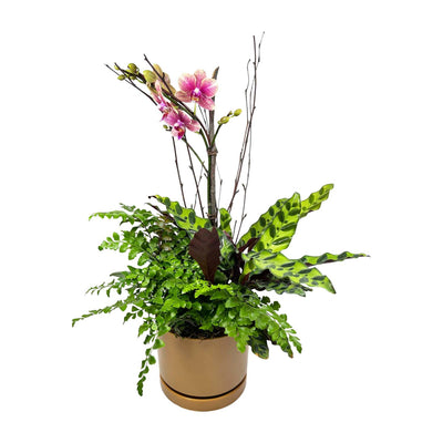 Fall Orchid in Small Pumpkin Pot
