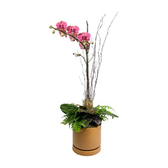 Fall Orchid in Large Pumpkin Pot