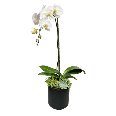 White Orchids & Succulents in Large Black Pot