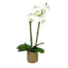 White Orchid in Small Copper Pot